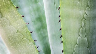 How to fade acne scarring naturally using aloe vera and msm