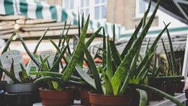 How aloe and other ingredients hide additives in personal care products